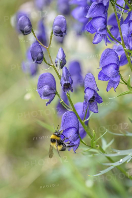 Tauern Monkshood (Aconitum tauricum), Hohe Tauern National Park, Zell am See, Salzburg, Austria