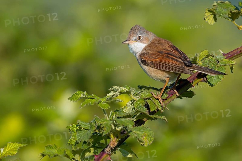 Common whitethroat (Sylvia communis), Fauvette grisette, Curruca Zarcera, Songbird, Shrub Wren, Wachenheim, Hockenheim, Baden-Württemberg, Germany