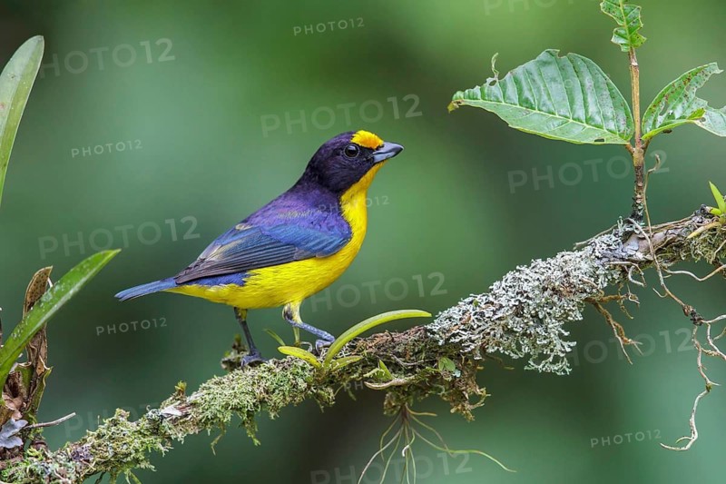 Violaceous Euphonia (Euphonia violacea) perched on a branch in the Atlantic rainforest of southeast Brazil