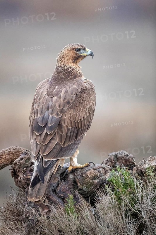Bonelli's Eagle (Aquila fasciata) juvenile, Castile-La Mancha, Spain