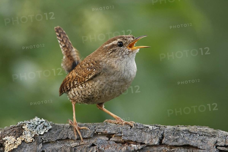 Eurasian Wren (Troglodytes troglodytes) singing, Rhineland-Palatinate, Germany