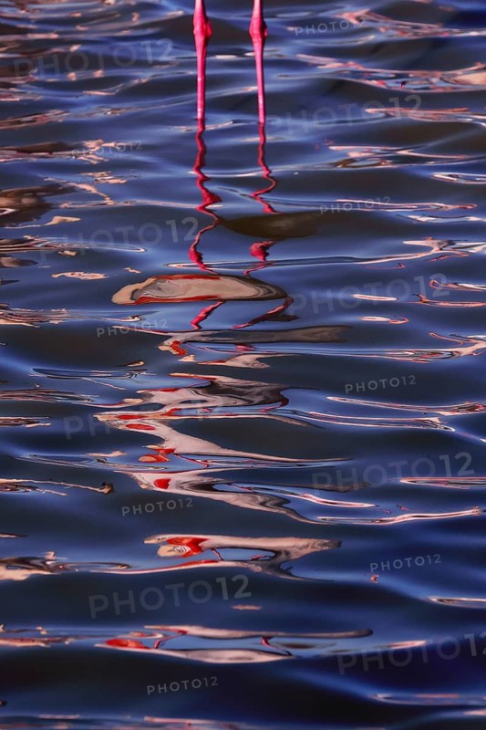 An artistic view of a cropped pink flamingo's long legs and shadow reflected on the rippling water surface in the Camargue, France
