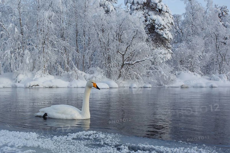 Whooper Swan (Cygnus cygnus), Finland