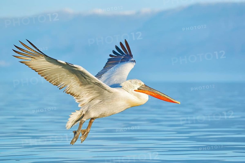 Bird landing to the blue lake water. Bird fly. Dalmatian pelican, Pelecanus crispus, landing in Lake Kerkini, Greece. Pelican with open wings. Wildlife scene from European nature