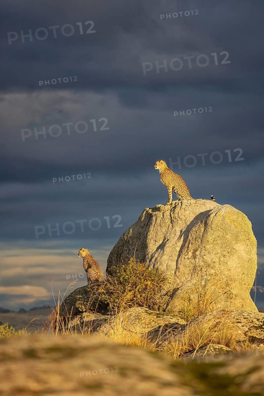Cheetah (Acinonyx jubatus) pair in sunset on rocks in grassland, Castile-La Mancha, Spain