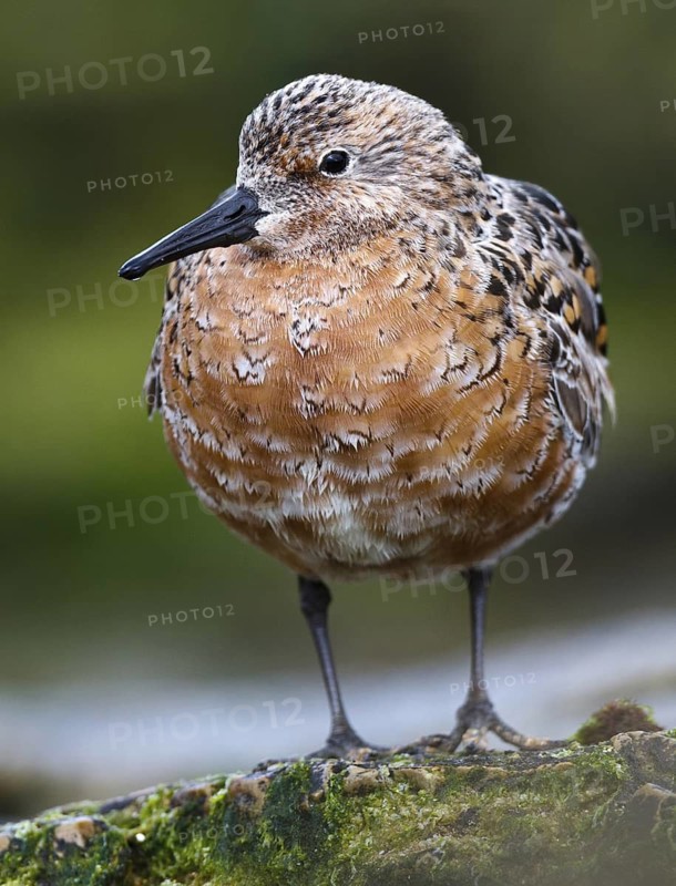 Red Knot (Calidris canutus), Asturias, Spain