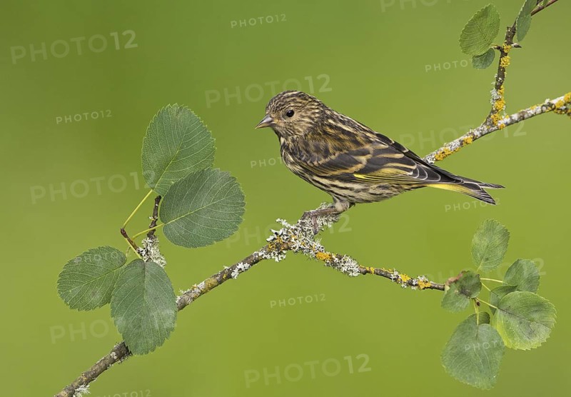 Pine Siskin (Spinus pinus), British Columbia, Canada