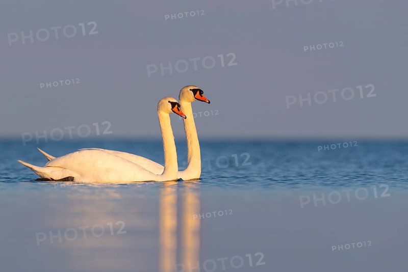 Mute swan (Cygnus olor), Rügen, Glowitz, Mecklenburg-Western Pomerania, Germany