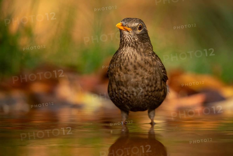 A common blackbird, known for its striking appearance, stands in shallow water surrounded by autumn leaves, reflecting softly in the water