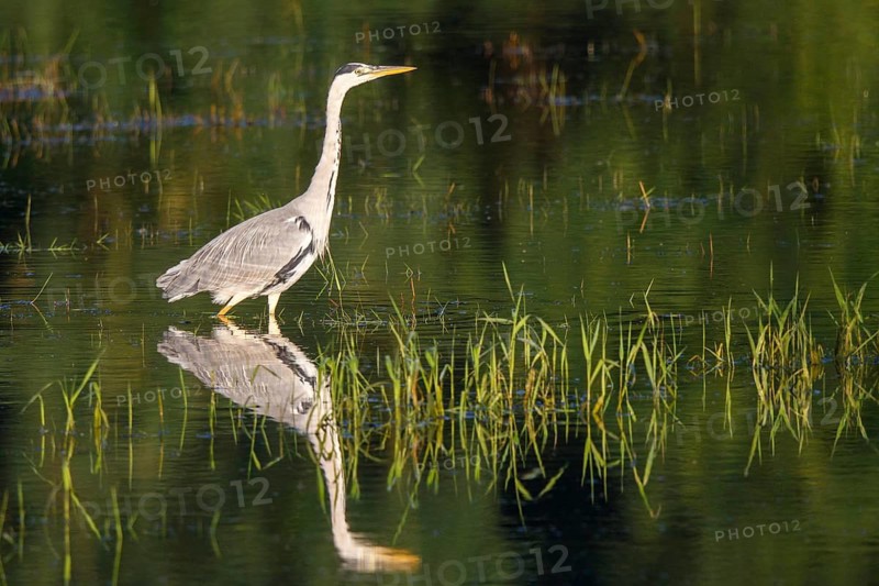 Grey Heron (Ardea cinerea) foraging, North Rhine-Westphalia, Germany