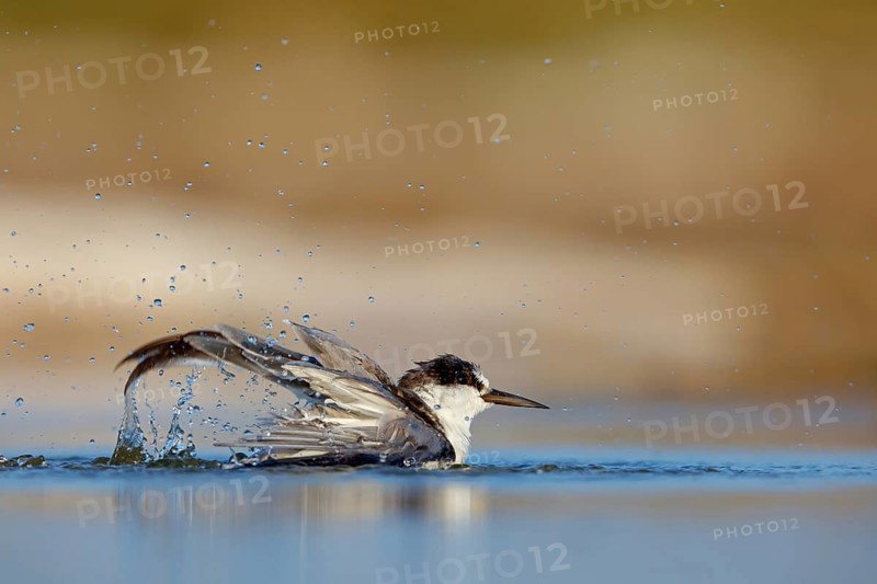 Oriental Tern, (Sterna saundersii), Sterna saundersi, Tern bathing in water, Animals, Birds, Terns, Raysut, Salalah, Dhofar, Oman