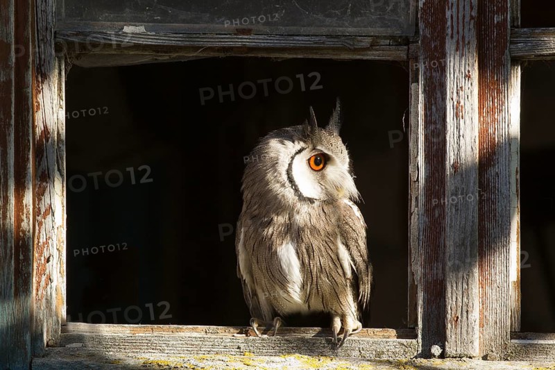 Southern White-faced Owl (Ptilopsis granti) captive, Germany
