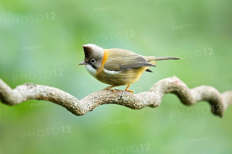 Whiskered Yuhina (Yuhina flavicollis), Yunnan, China