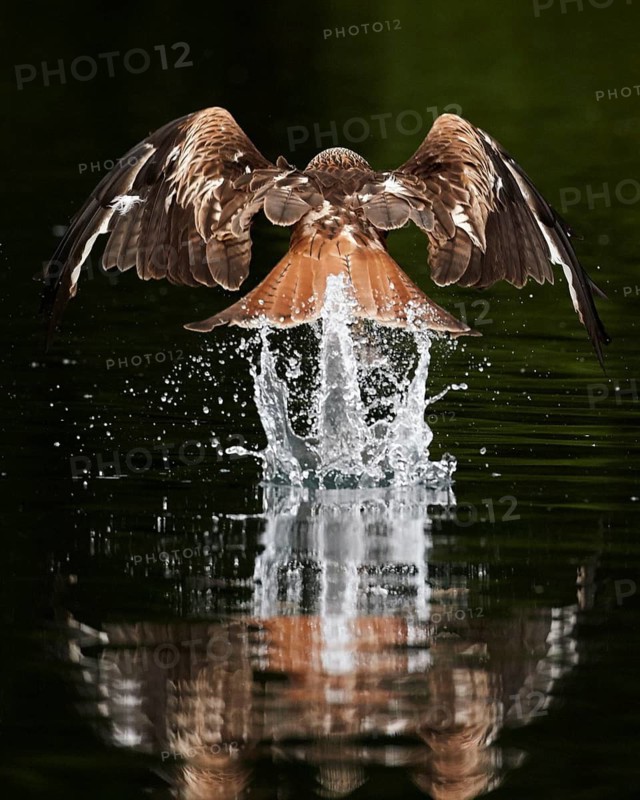 Red Kite (Milvus milvus) hunting, Mecklenburg-Western Pomerania, Germany