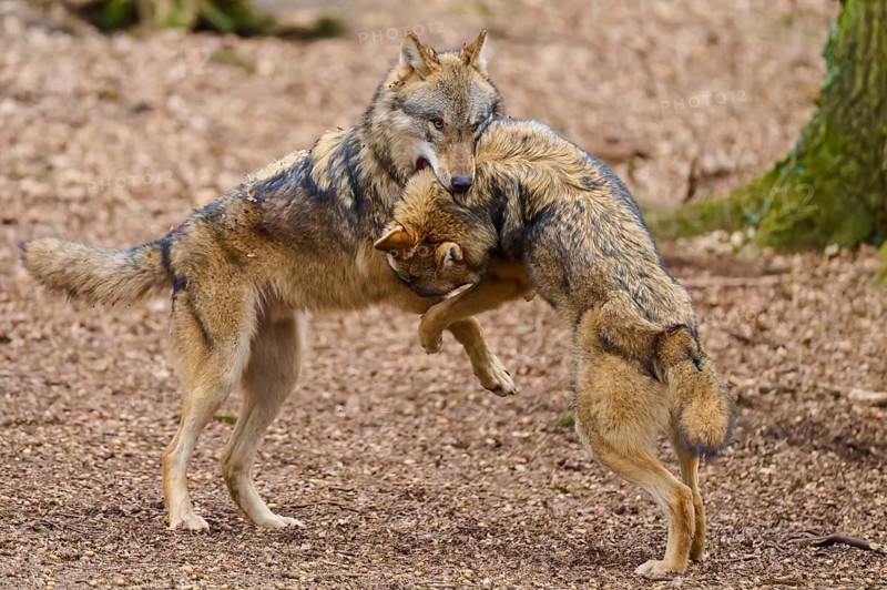 Two wolves stand close to each other in the forest, in a playful encounter full of movement, Wolf (Canis Lupus), Germany