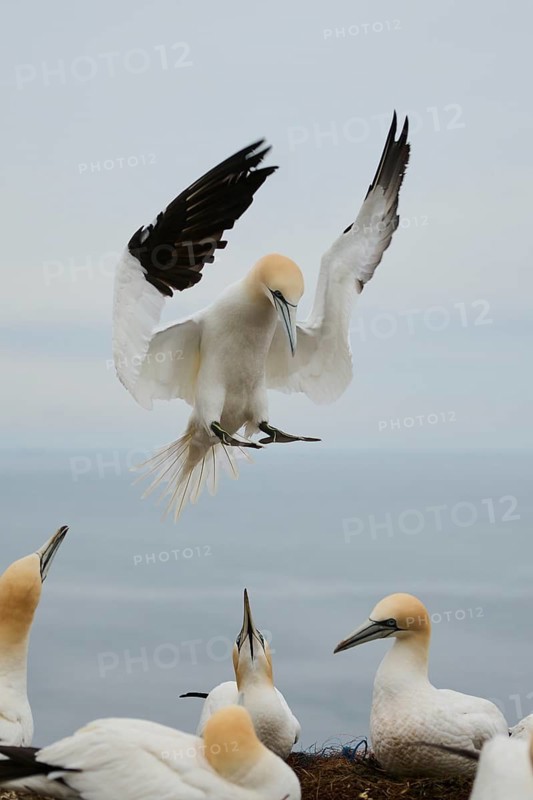 Northern gannet (Morus bassanus) lands in the colony, wildlife, Heligoland, Germany