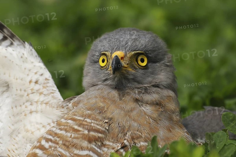 Roadside Hawk (Rupornis magnirostris), Manabi, Ecuador