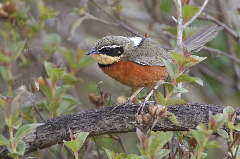 Olive-crowned Crescent-chest (Melanopareia maximiliani) perched on a branch in Bolivia, South America