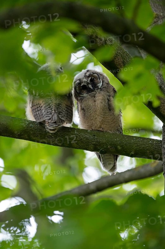Long-eared owl (Asio otus), two young birds, nest fledglings, Bottrop, Ruhr area, North Rhine-Westphalia, Germany