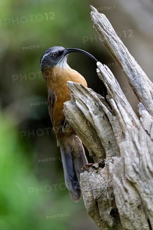 Dünnschnabelsäbler (Pomatorhinus superciliaris forresti) perched on a log, Yunnan, China