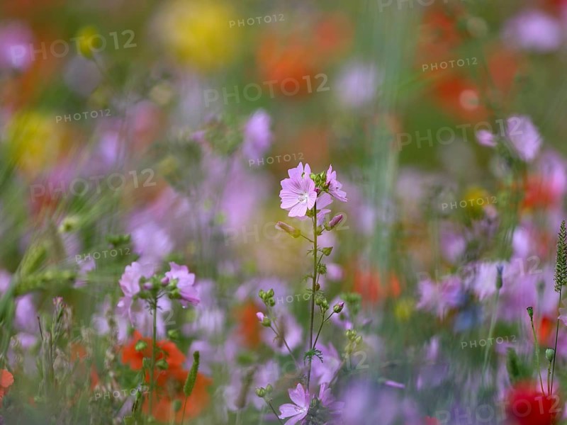 Species-rich colourful flowering meadow with musk mallow (Malva moschata) and poppy (Papaver rhoeas), Lower Rhine, North Rhine-Westphalia, Germany