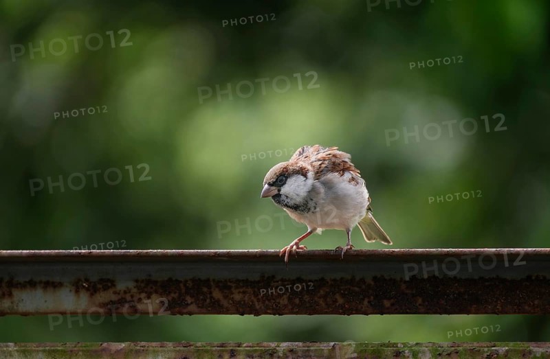 A house sparrow (Passer domesticus), Gazipur, Bangladesh