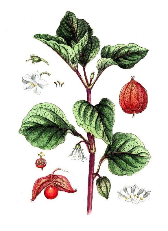 Physalis alkekengi, lampion flower, bladder cherry, digital reproduction of a historical model, between 1790 and 1810