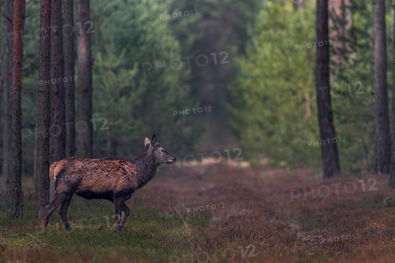 About a fortnight ago, the red deer (Cervus elaphus) shed its antlers, shedding time, antler loss, March, Germany
