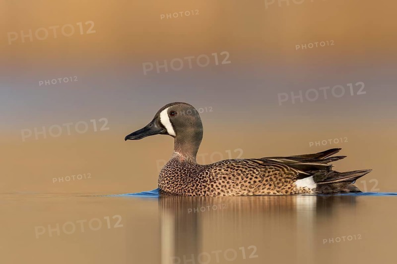 Blue-winged Teal (Anas discors) swimming in a pond in Manitoba, Canada