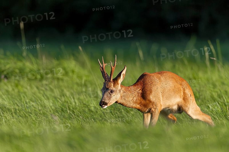 Roebuck (Capreolus capreolus) standing wet in a meadow, letting water, peeing, leaf time, mating season, August, Germany