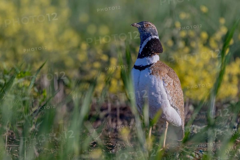 Little bustard (Tetrax tetrax), male, courtship display, Catalonia, Spain
