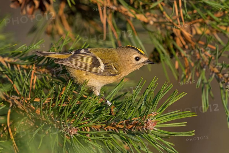 Wintergoldhähnchen, Goldcrest, Regulus regulus, Roitelet huppé, Reyezuelo Sencillo