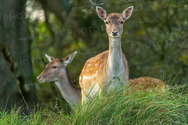 Fallow deer (dama dama), male, deer, Zandvoort, North Holland, Netherlands