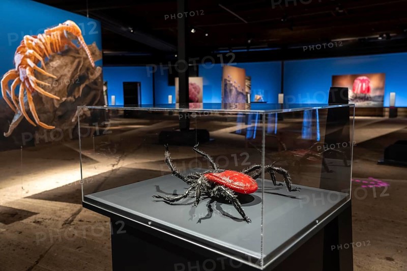 New exhibition at Gasometer Oberhausen, Mythos Wald, on 3 levels and with several thematic chapters, the exhibition shows the diversity of the world's forests with pictures, videos and exhibits, North Rhine-Westphalia, Germany