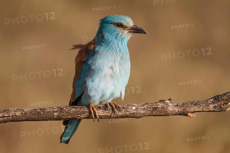 European Roller (Coracias garrulus), perched on a branch, Castile-La Mancha