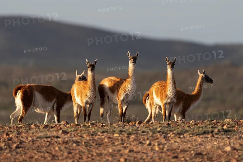 Guanacos (Llama guanicoe), group standing in the evening light on a stony hill, Patagonia, Santa Cruz province, Argentina