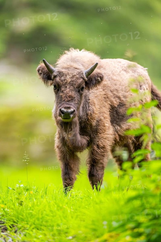 European bison (Bison bonasus) standing on a meadow in summer, Bavarian Forest, Germany