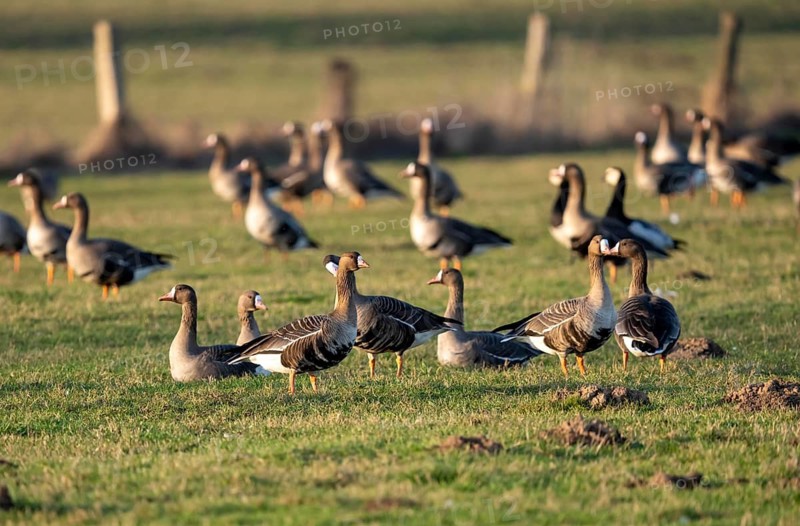 Bislicher Insel, nature reserve on the Rhine, Altrheinarm, near Xanten, Lower Rhine, Wesel district, one of the few floodplain landscapes in Germany, in winter over 20, 000 wild birds, many arctic geese species pause and hibernate, here coot geese, North Rhine-Westphalia, Germany