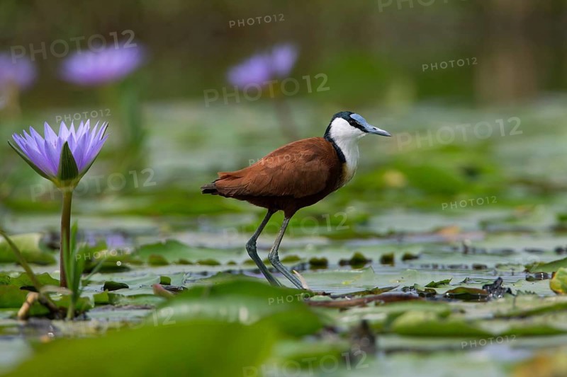 African Jacana (Actophilornis africanus) foraging, Uganda