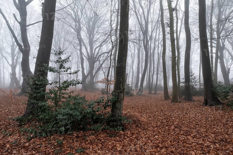 Beech forest (Fagus sylvatica) in the fog, Emsland, Lower Saxony, Germany