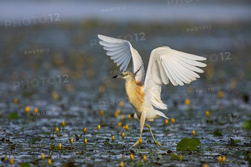 Squacco Heron (Ardeola ralloides) in the fog Hungary