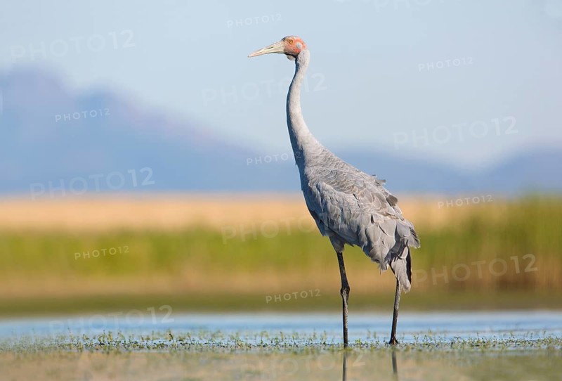 Brolga (Antigone rubicunda), Victoria, Australia