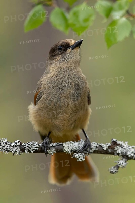 Siberian Jay (Perisoreus infaustus) perched on a branch, Dalarna, Sweden