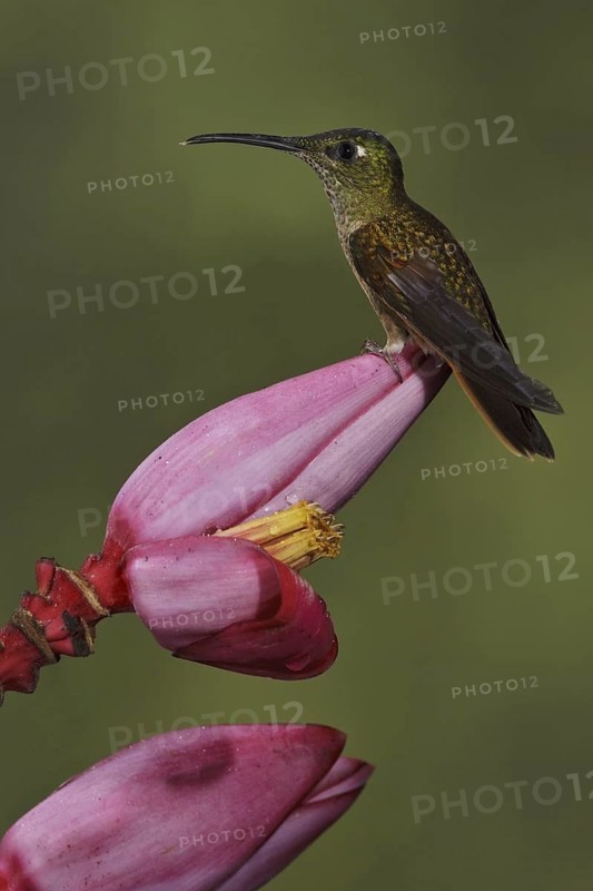 Fawn-breasted Brilliant (Heliodoxa rubinoides), Ecuador