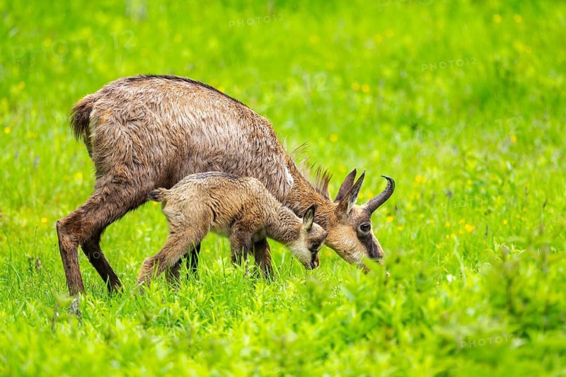 Chamois (Rupicapra rupicapra) Mother (doe) with her youngster (fawn) on a meadow, Austria