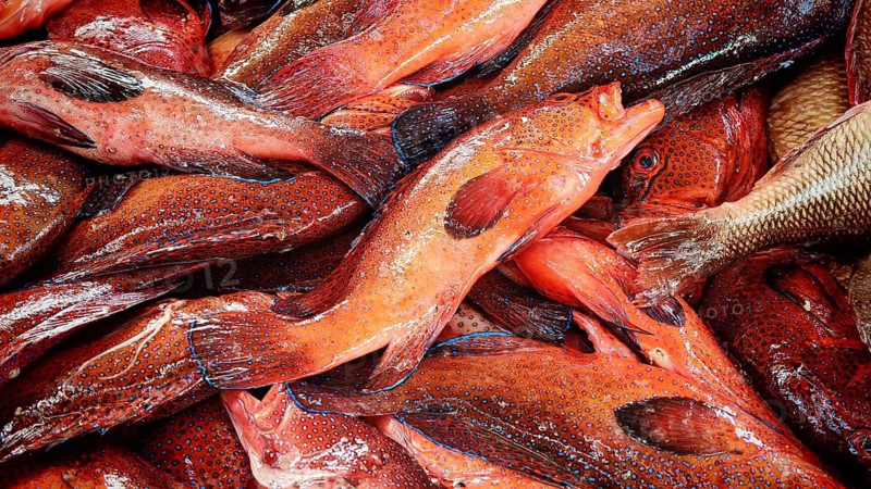 Close-up of red patterned fish with blue dots, parrotfish (Scarinae) with shiny skins, Mindelo fish market, Mindelo, Sao Vicente, Cabo Verde, Cape Verde, Cape Verde Islands