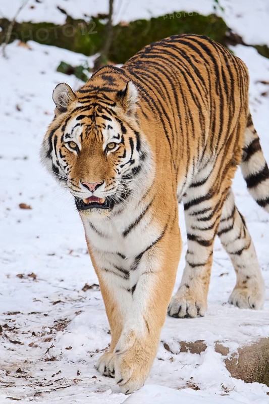 Siberian tiger (Panthera tigris altaica) walking in the snow in winter, captive, Germany
