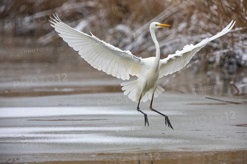 Great White Egret (Egretta alba) Germany