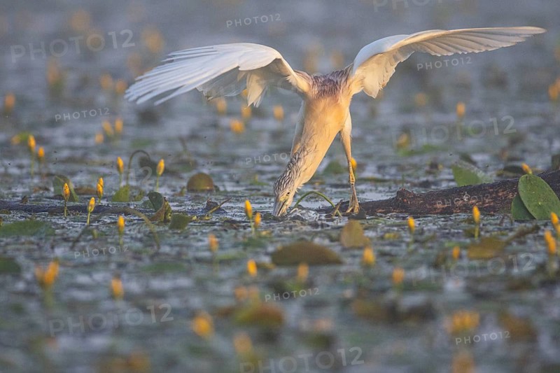 Squacco Heron (Ardeola ralloides) in the fog Hungary