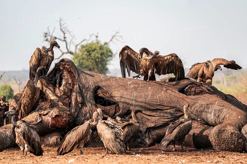 Many white-backed vultures (Gyps africanus), vultures feeding on the carcass of an elephant, macabre scavengers, Ihaha, Chobe National Park, Botswana